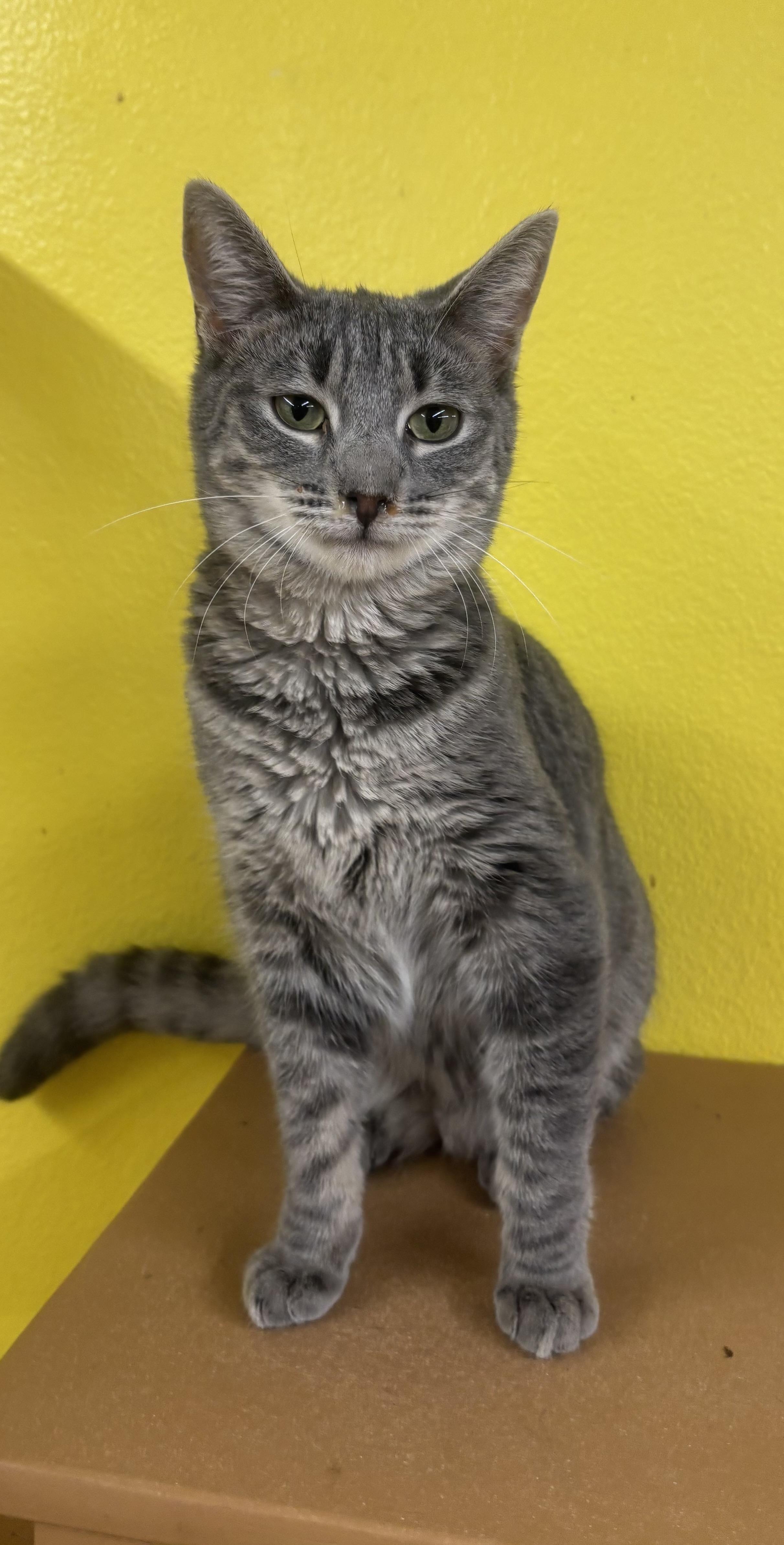 Enlarge Screech, a Adoptable Domestic Medium Hair in Whittier, CA image 1/6