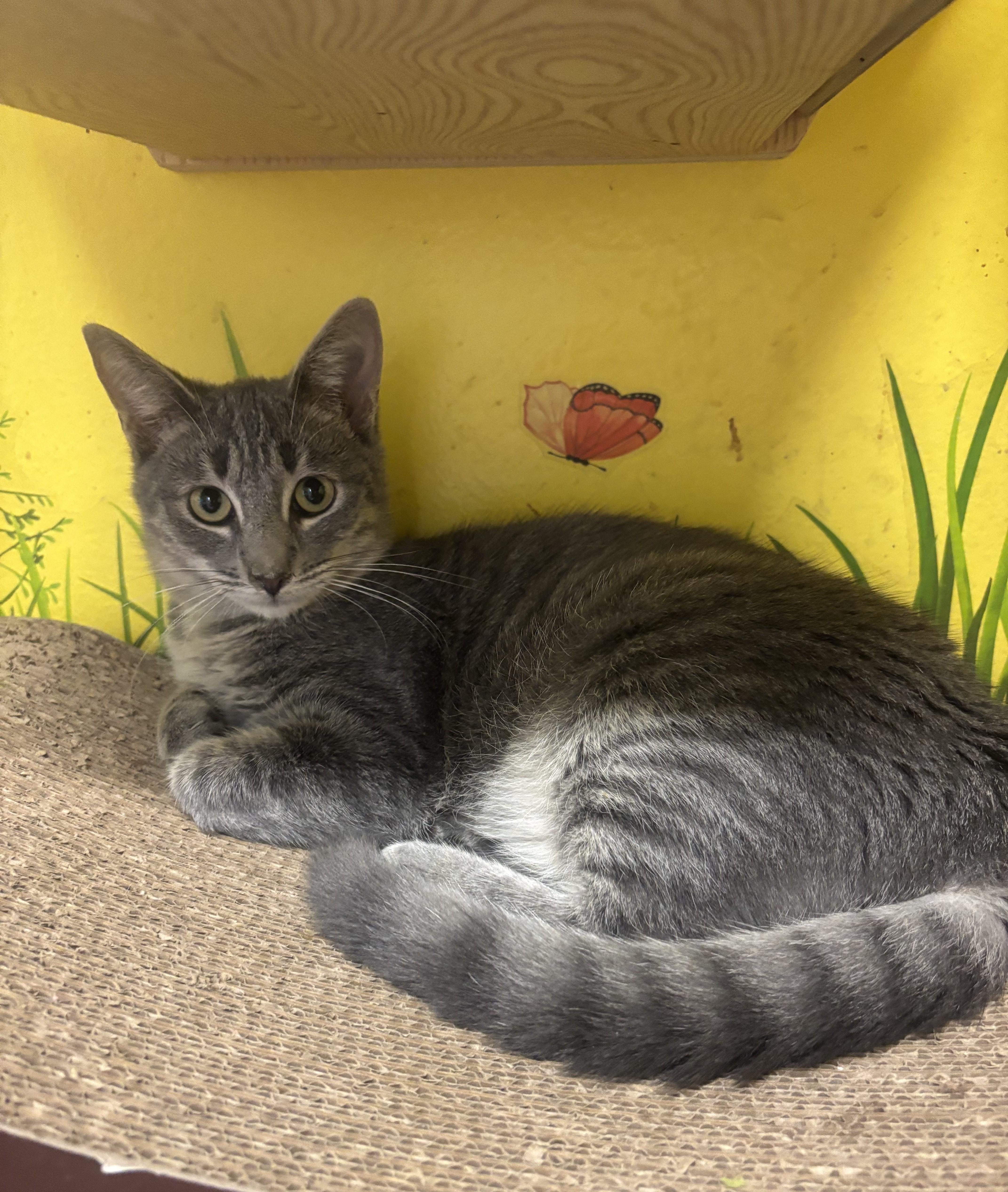 Screech, Adoptable, Young Male Domestic Medium Hair.