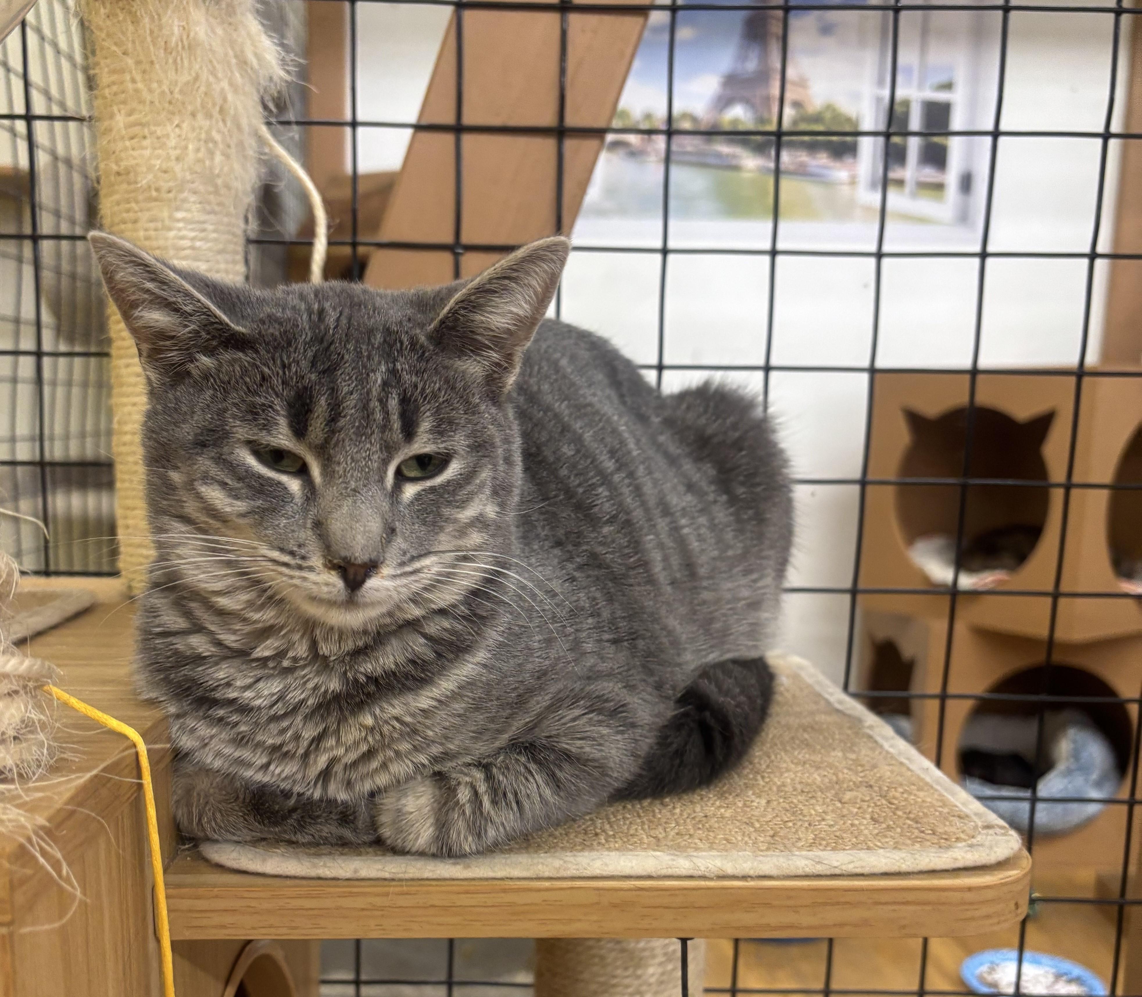 Enlarge Screech, a Adoptable Domestic Medium Hair in Whittier, CA image 6/6