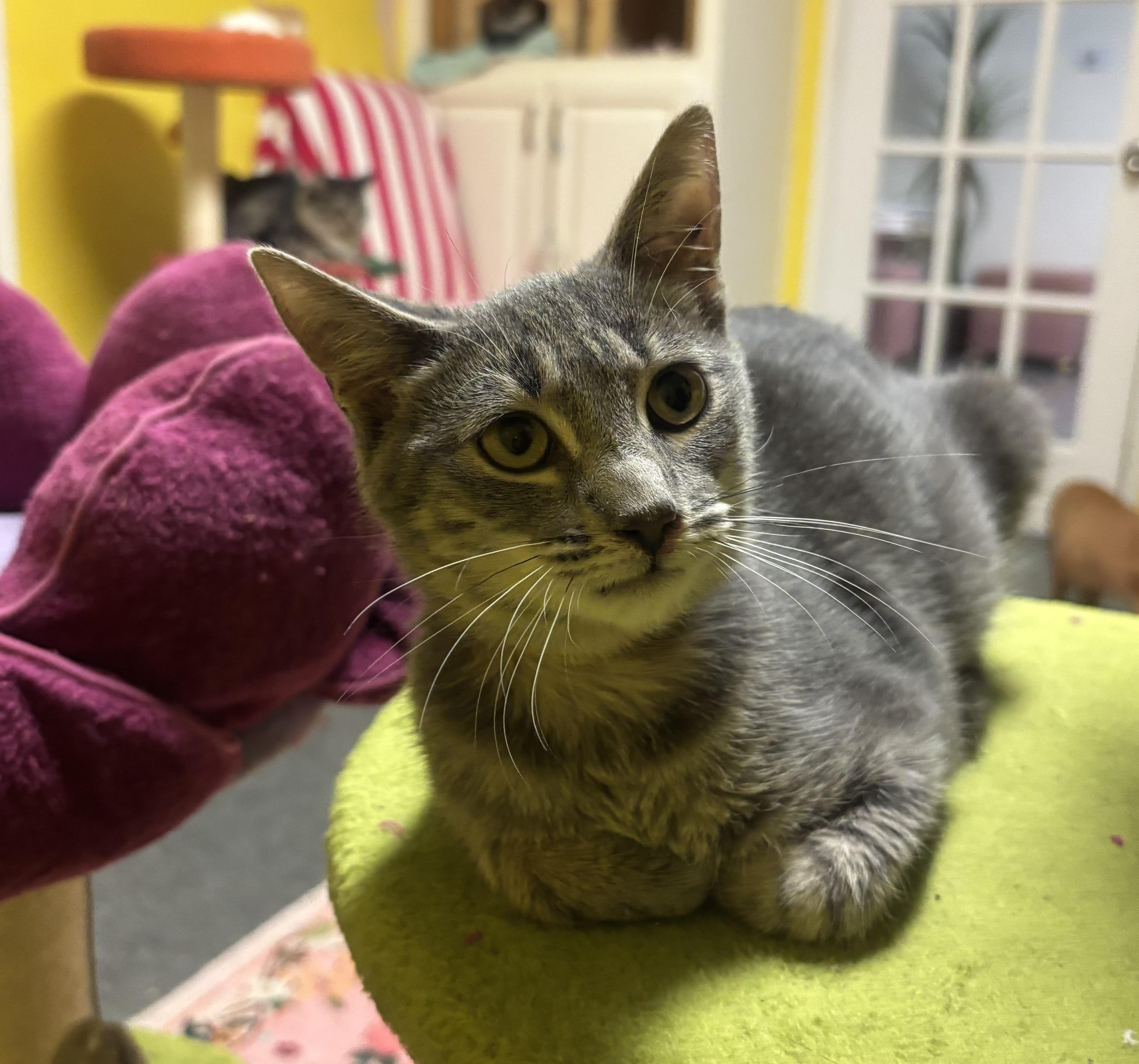 Enlarge Screech, a Adoptable Domestic Medium Hair in Whittier, CA image 3/6