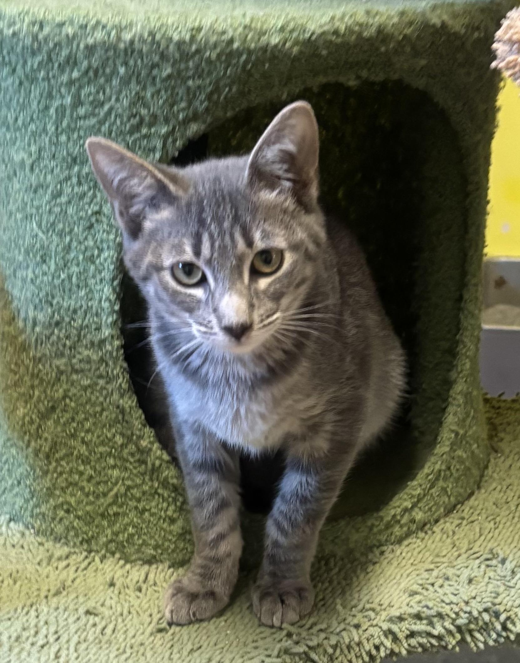 Enlarge Screech, a Adoptable Domestic Medium Hair in Whittier, CA image 2/6