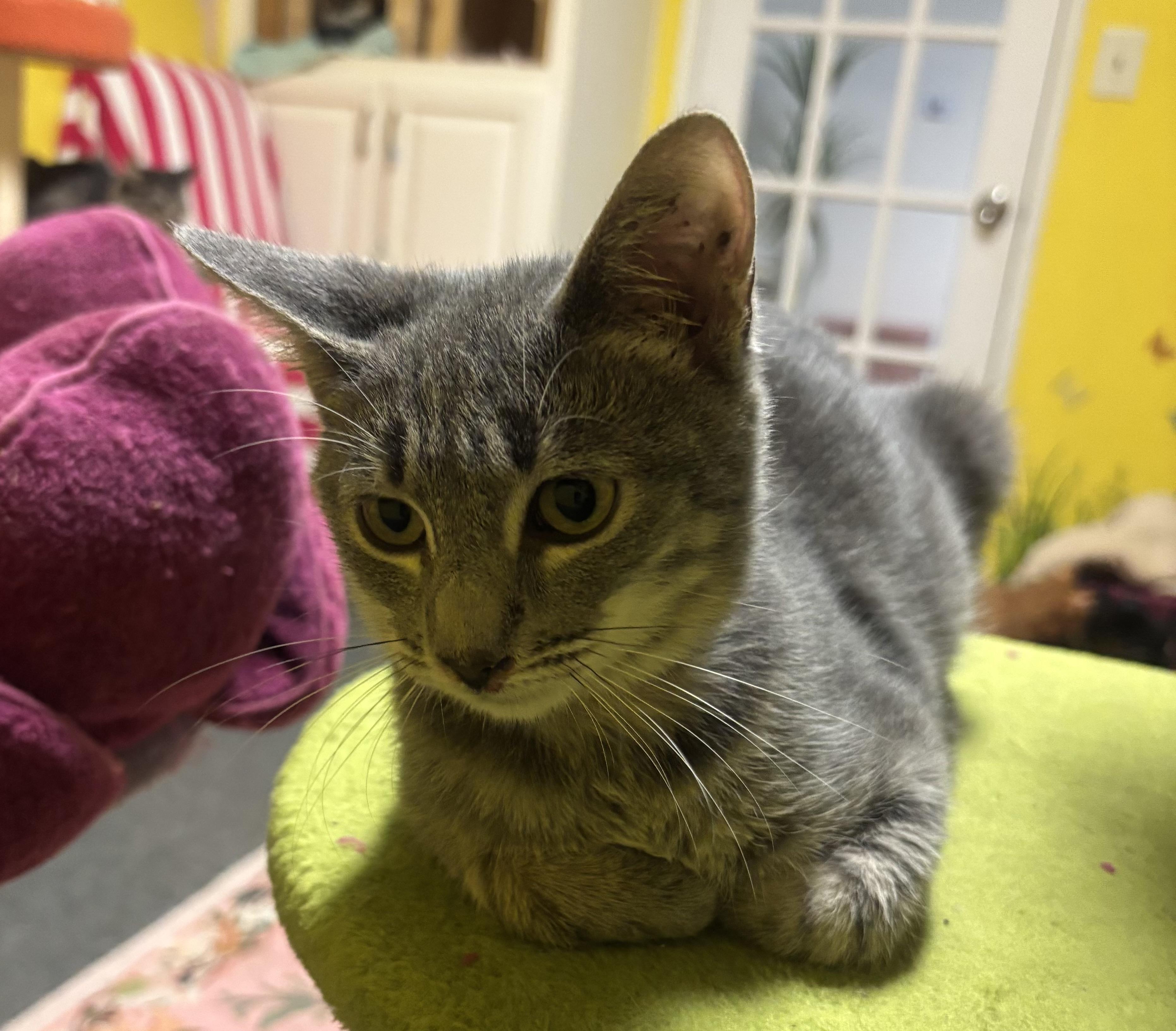 Enlarge Screech, a Adoptable Domestic Medium Hair in Whittier, CA image 5/6