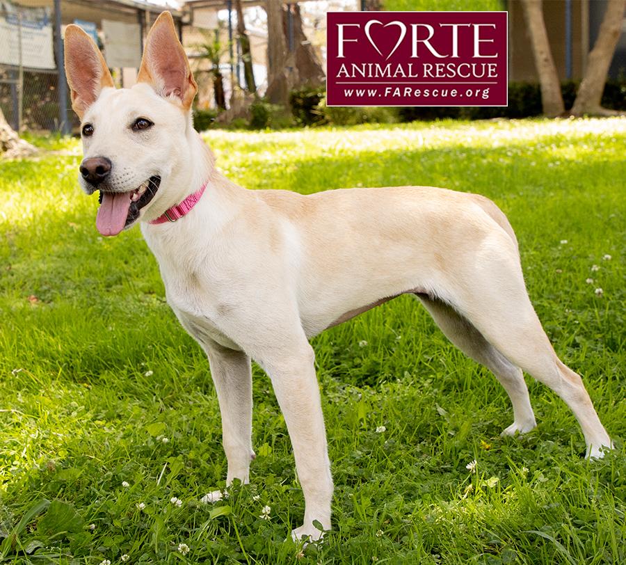 Belle, a ADOPTABLE mixed breed in Marina Del Rey, CA image 3/6