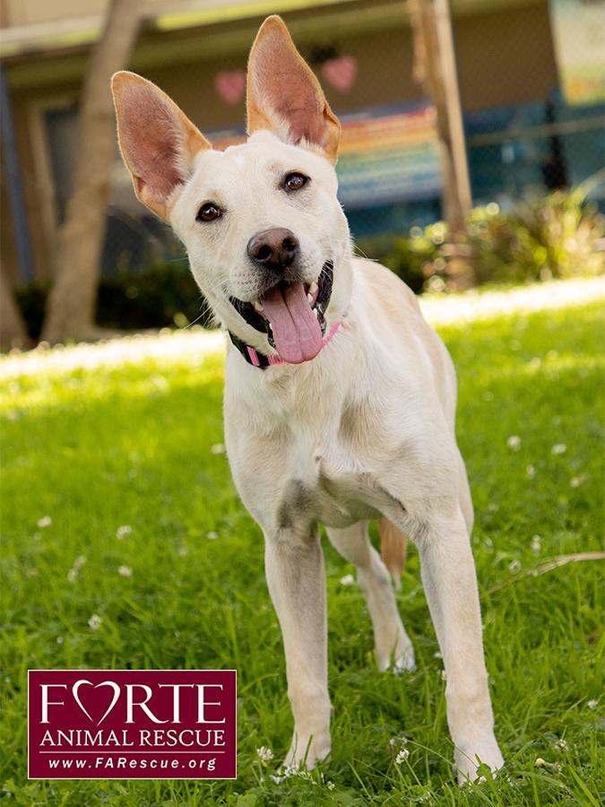 Belle, a ADOPTABLE mixed breed in Marina Del Rey, CA image 2/6