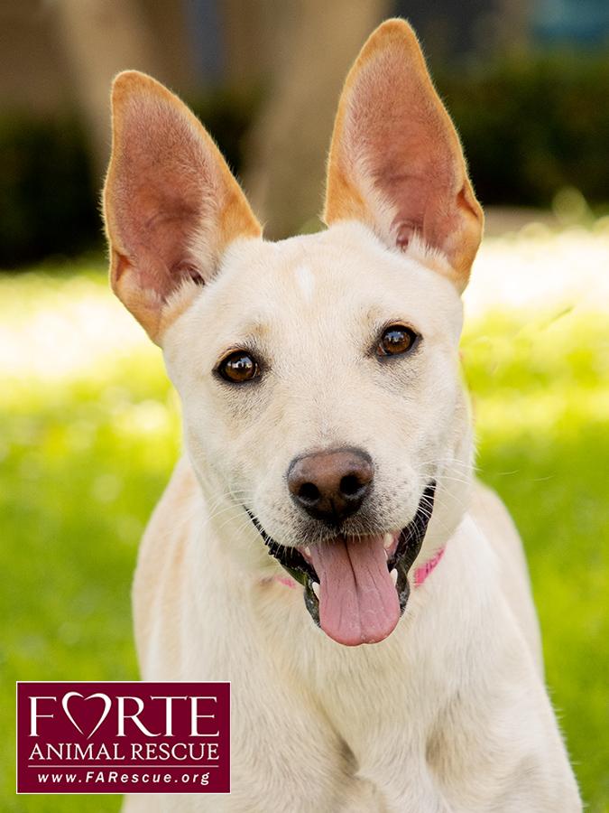 Belle, a ADOPTABLE mixed breed in Marina Del Rey, CA image 6/6