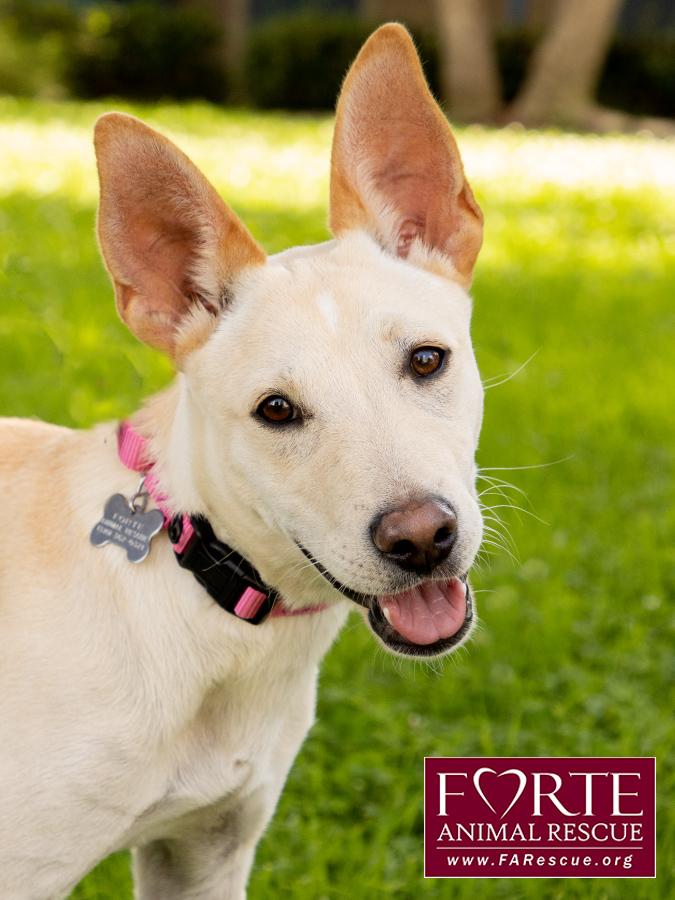 Belle, a ADOPTABLE mixed breed in Marina Del Rey, CA image 1/6