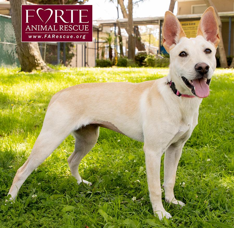 Belle, a ADOPTABLE mixed breed in Marina Del Rey, CA image 5/6