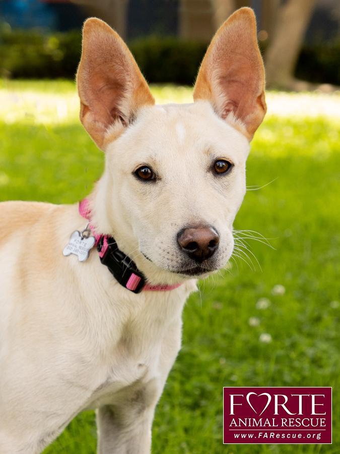 Belle, a ADOPTABLE mixed breed in Marina Del Rey, CA image 4/6