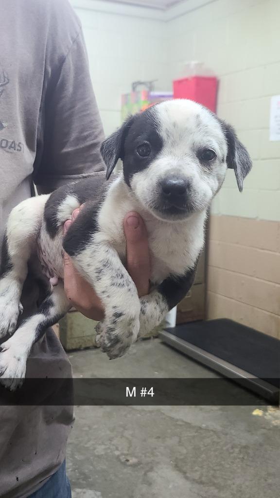 Eric, Adoptable, Puppy Male Pit Bull Terrier.