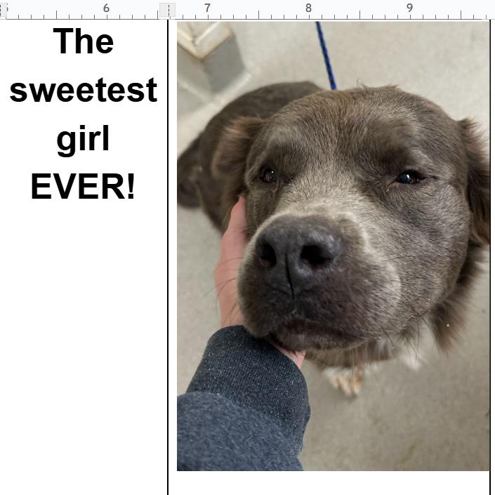 CT Sasha, Adoptable, Senior Female Labrador Retriever.