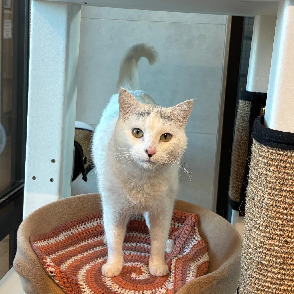 Snowflake, a Adoptable Domestic Short Hair in Hailey, ID image 1/6