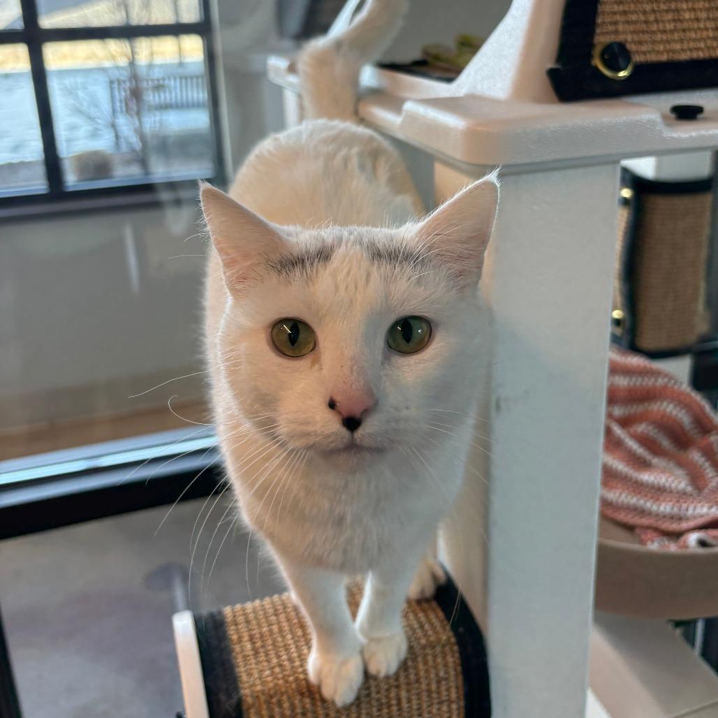 Snowflake, a Adoptable Domestic Short Hair in Hailey, ID image 3/6