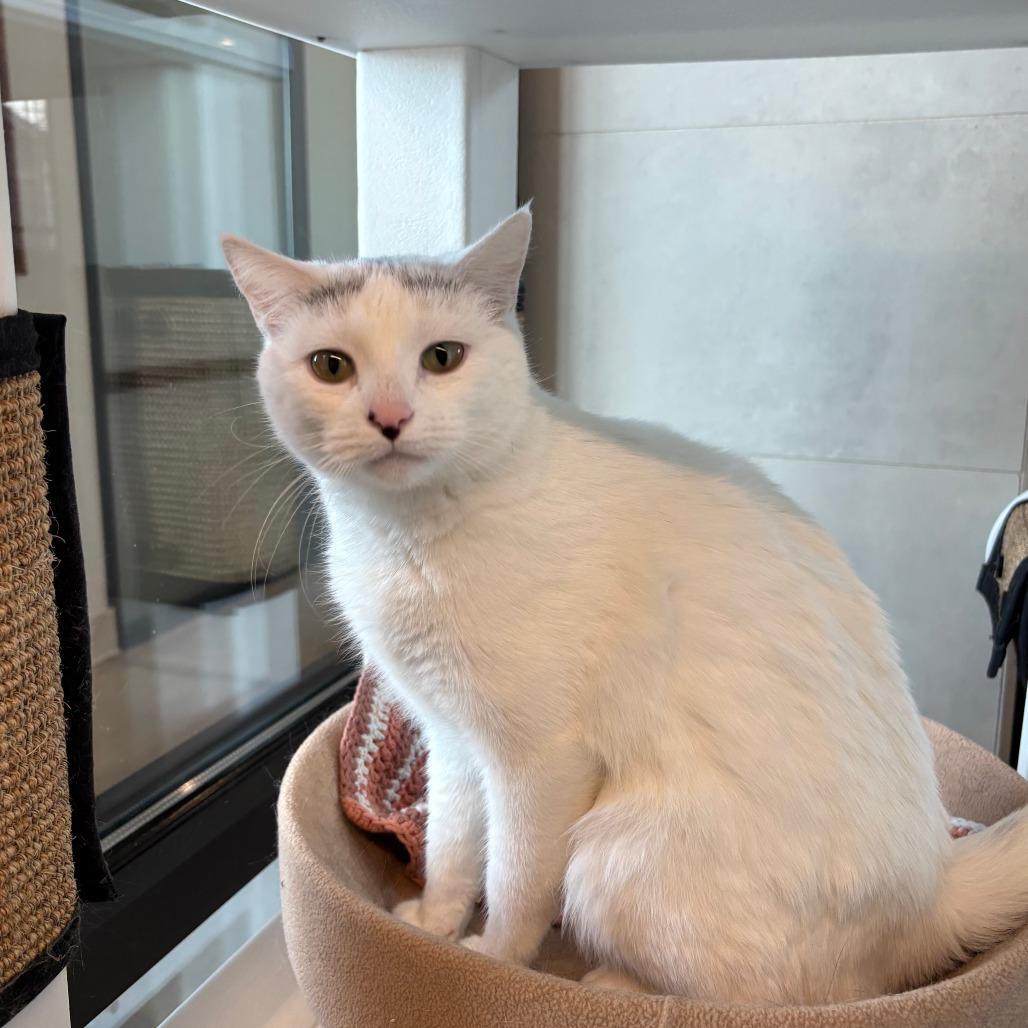 Snowflake, a Adoptable Domestic Short Hair in Hailey, ID image 4/6