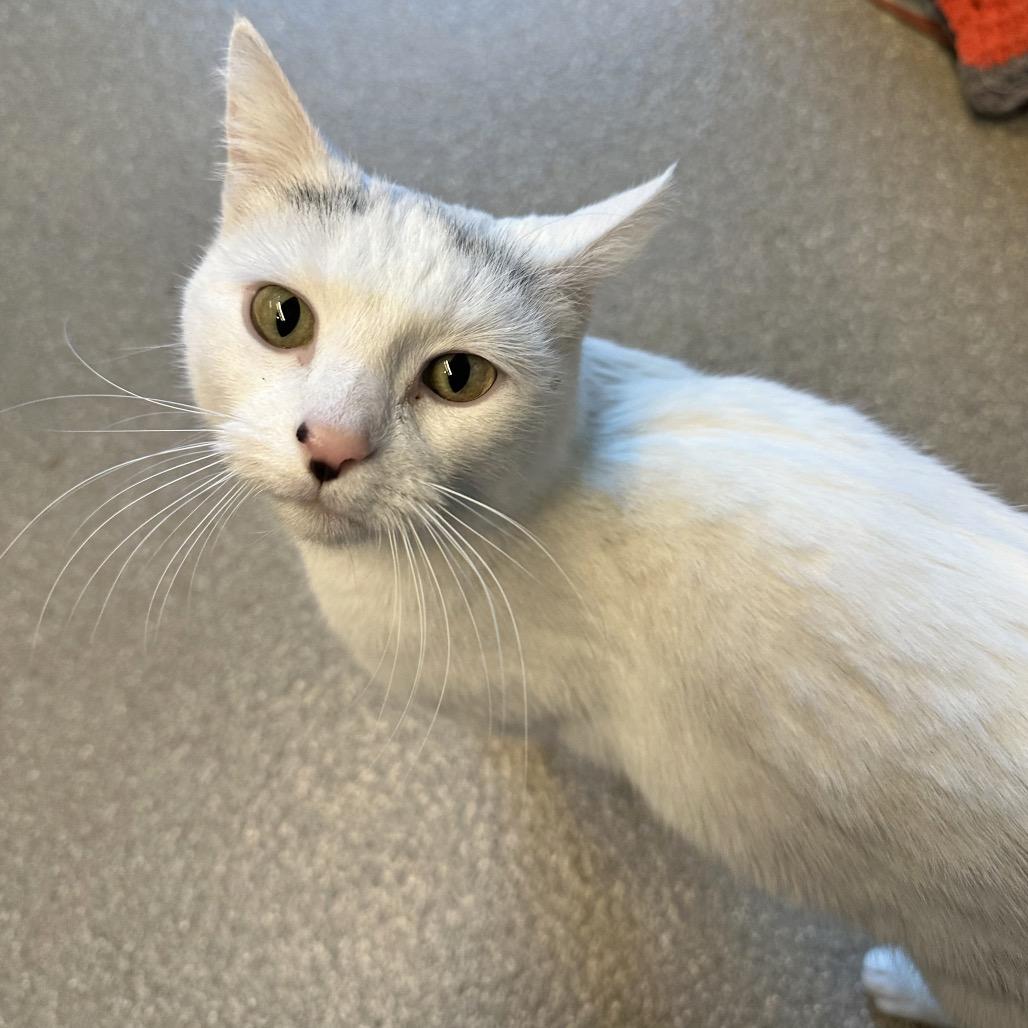 Snowflake, a Adoptable Domestic Short Hair in Hailey, ID image 5/6