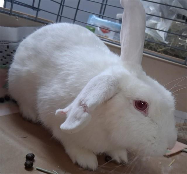 Enlarge A1258757, a Adoptable Bunny Rabbit in Bakersfield, CA image 1/1
