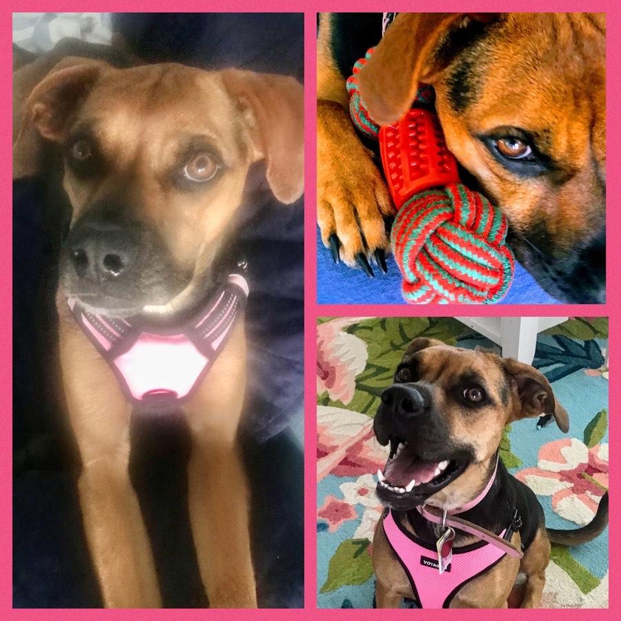 Enlarge Lily Belle, a Adoptable Black Mouth Cur in Crestview, FL image 1/4