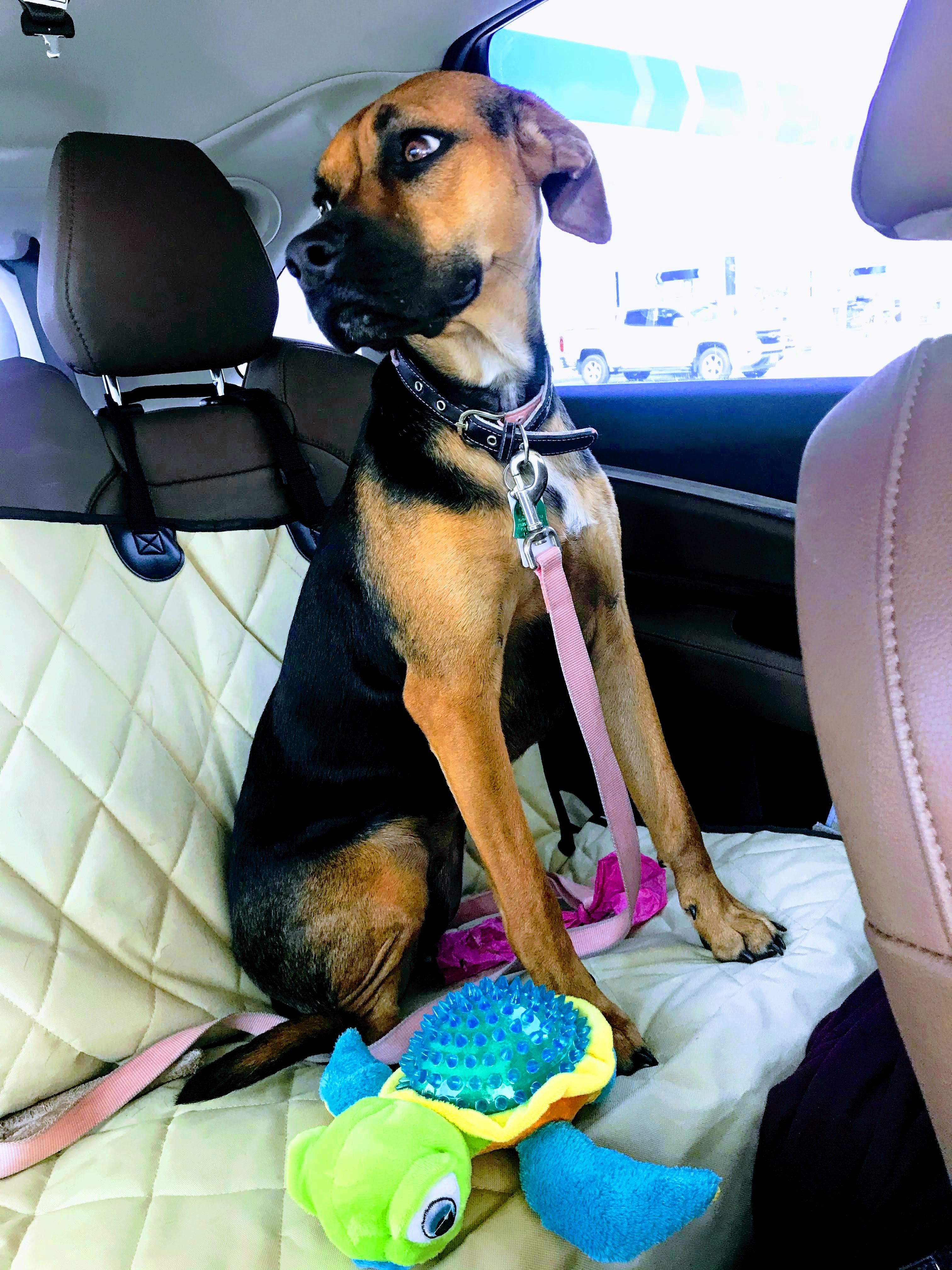 Enlarge Lily Belle, a Adoptable Black Mouth Cur in Crestview, FL image 2/4