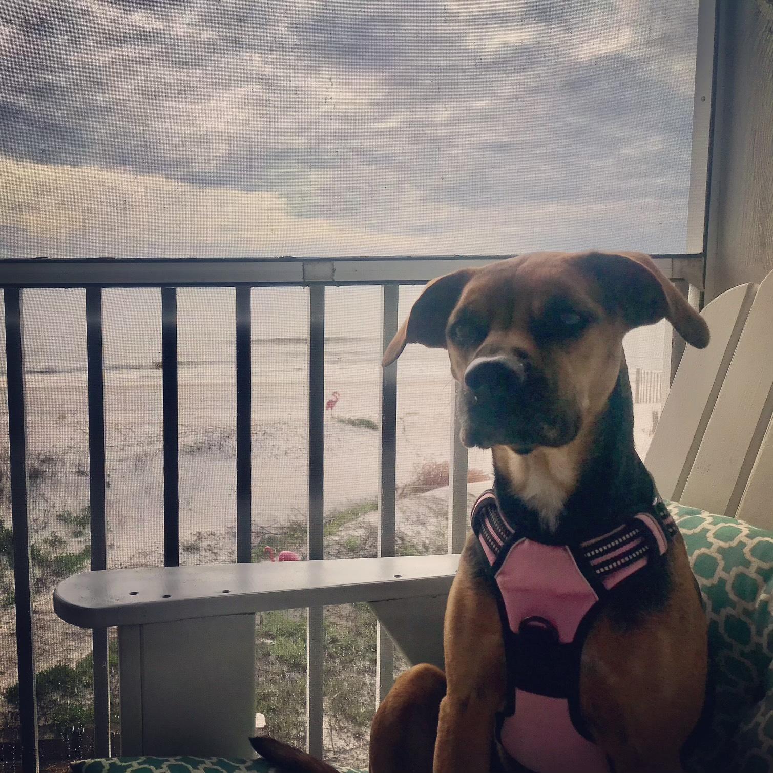 Lily Belle thumbnail 3