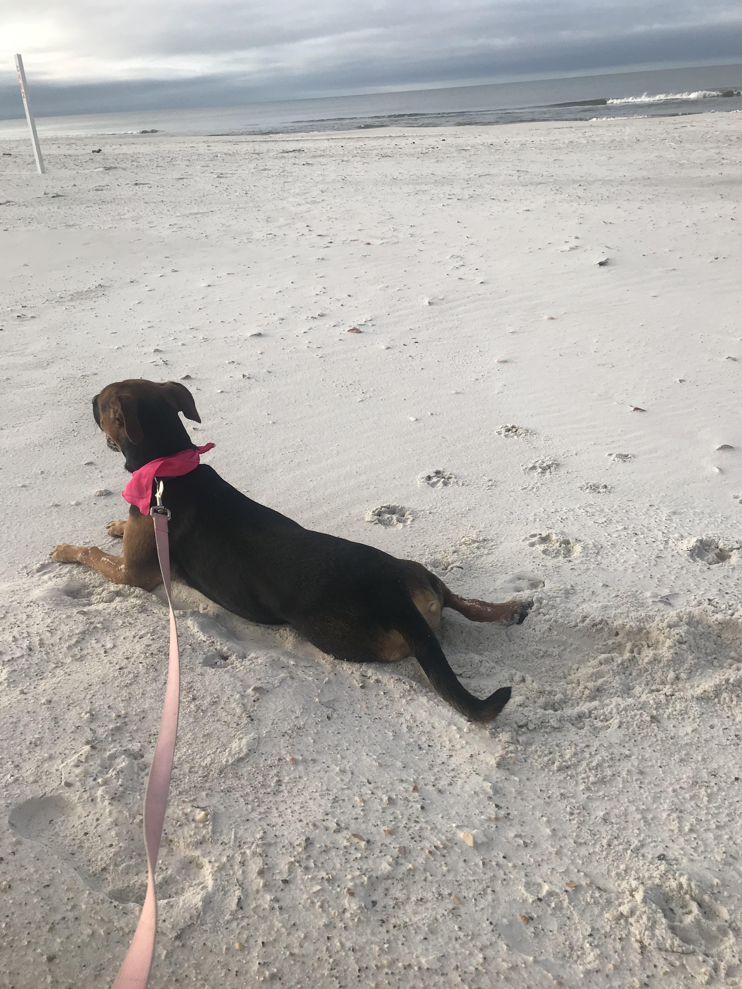 Enlarge Lily Belle, a Adoptable Black Mouth Cur in Crestview, FL image 4/4