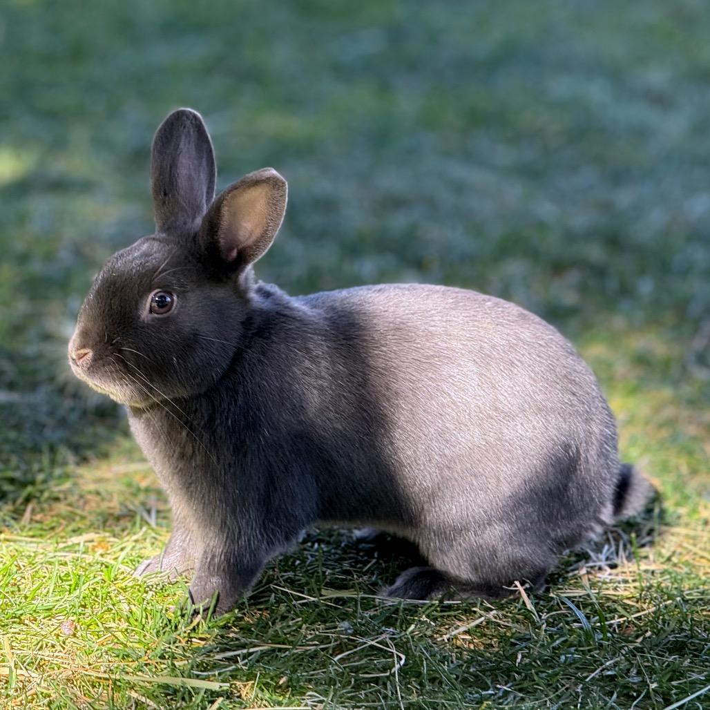 Camden, Adoptable, Adult Male American.