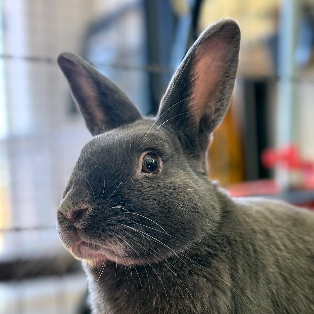 Enlarge Camden, a Adoptable American in Kanab, UT image 2/2