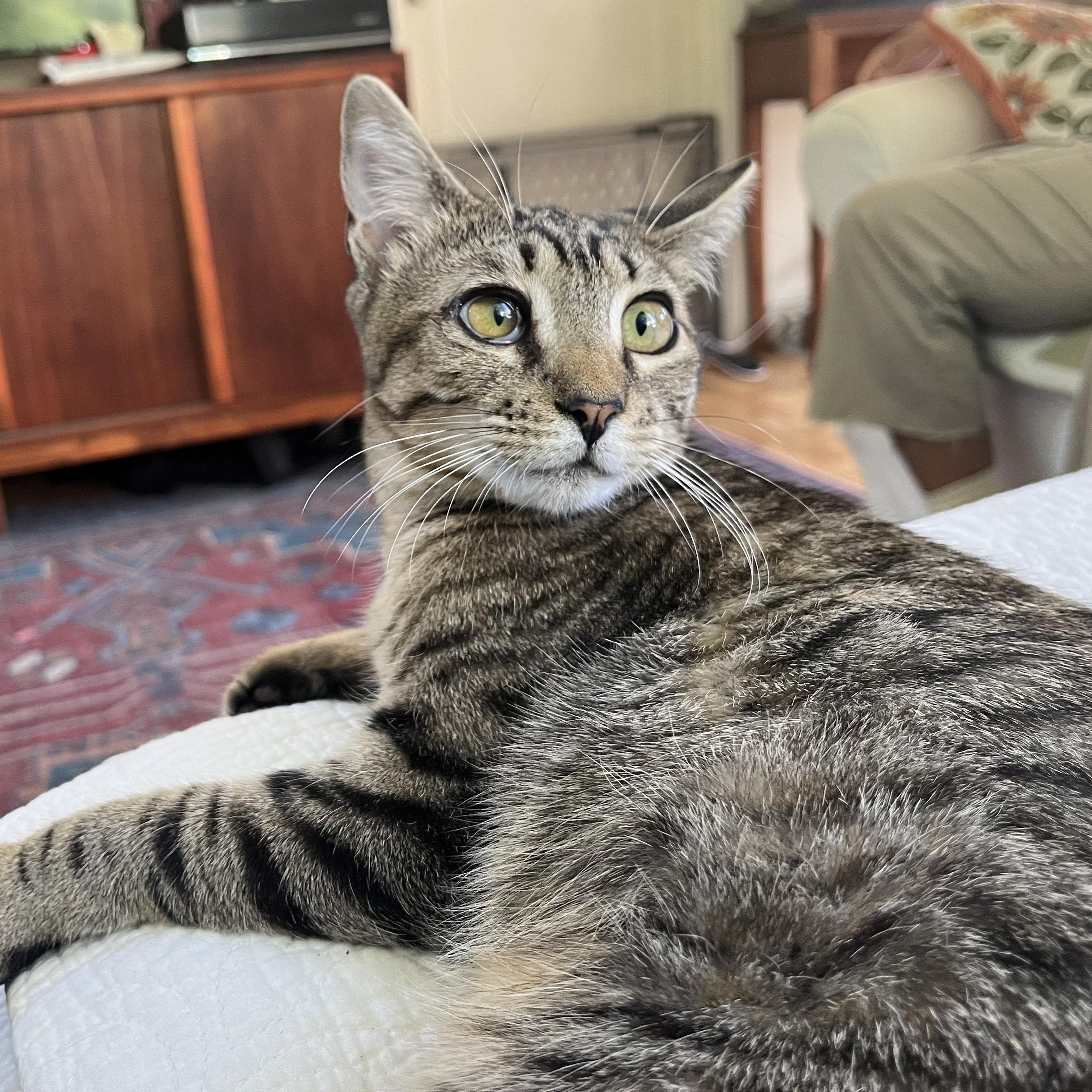 Enlarge Snuffleupagus, a Adoptable mixed breed in Springfield, OR image 1/4