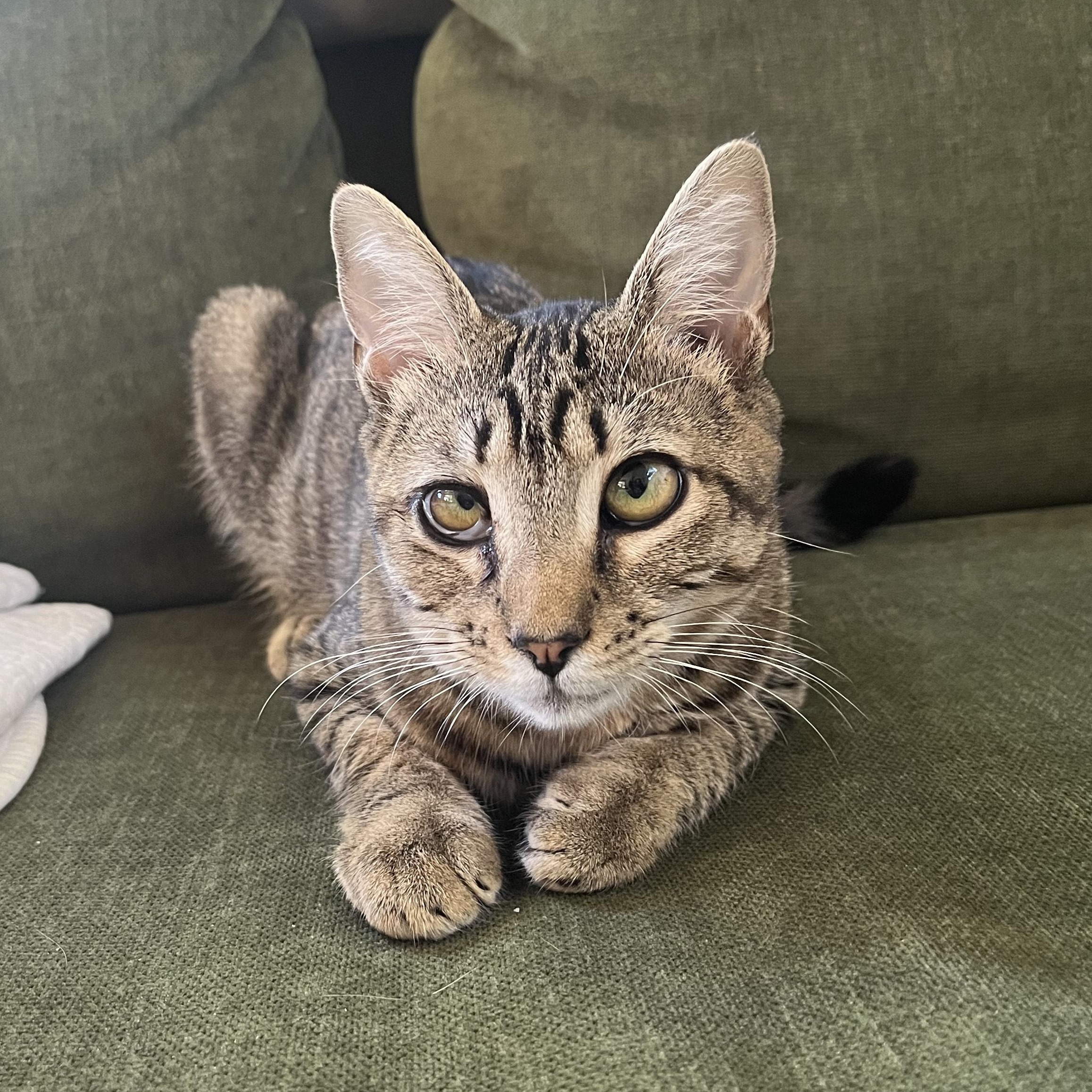 Enlarge Snuffleupagus, a Adoptable mixed breed in Springfield, OR image 3/4