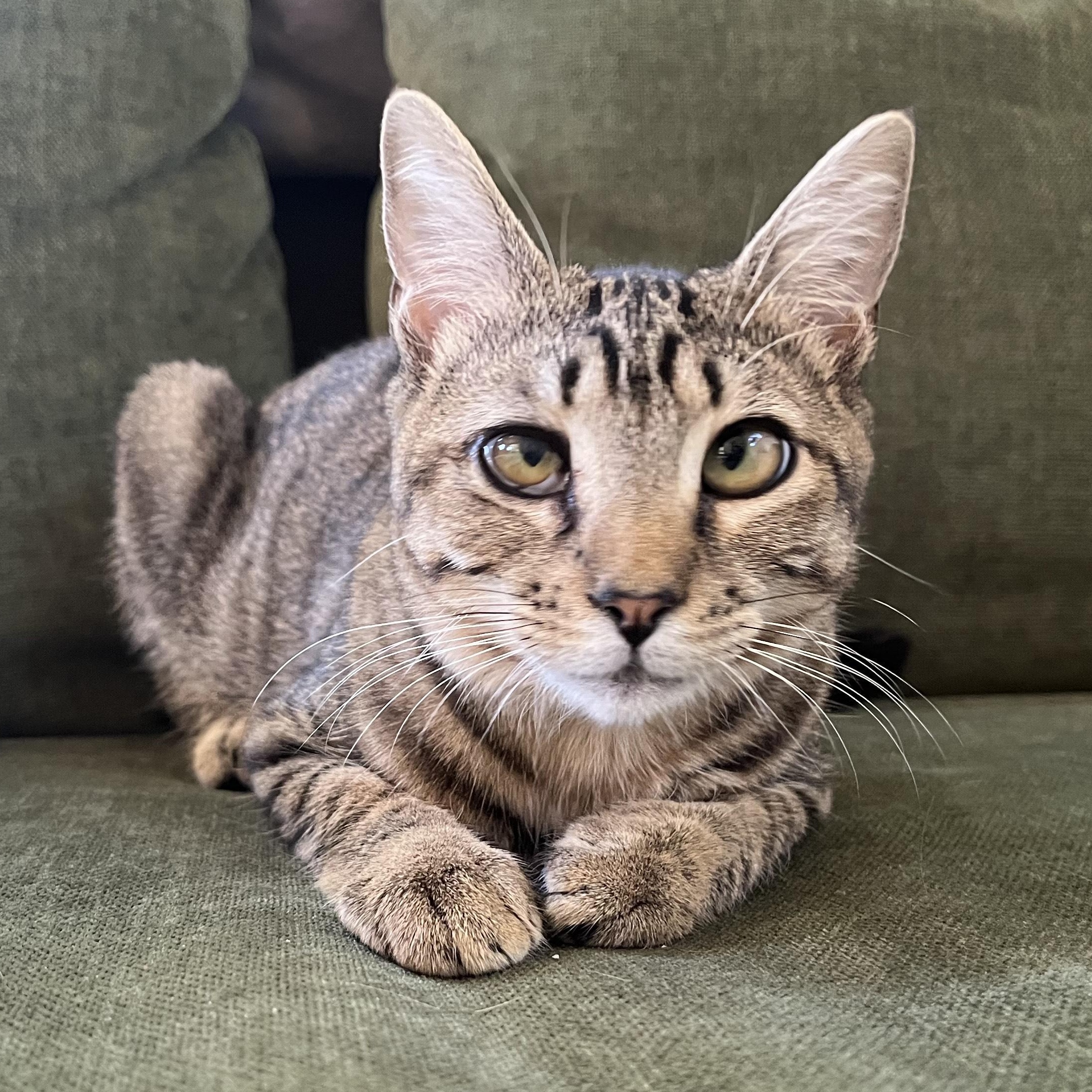Enlarge Snuffleupagus, a Adoptable mixed breed in Springfield, OR image 4/4