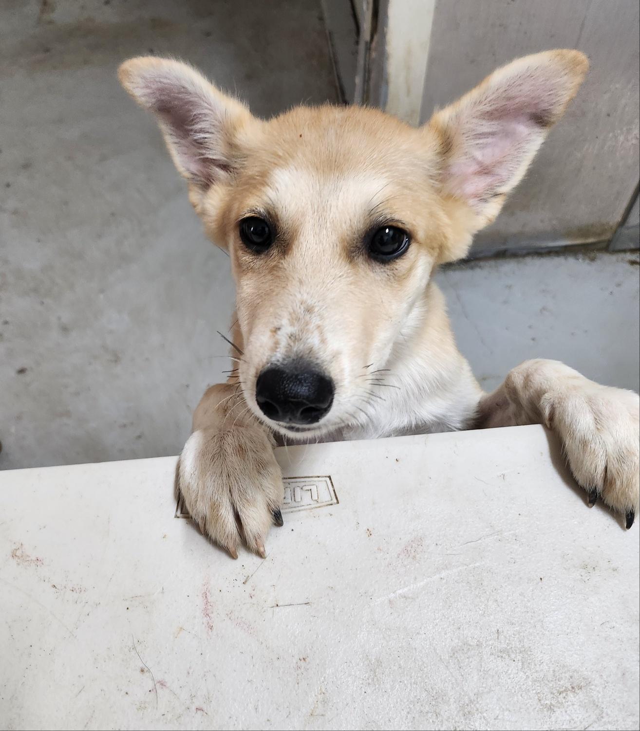 WILLIAM, a Adoptable mixed breed in Centreville, VA image 2/5