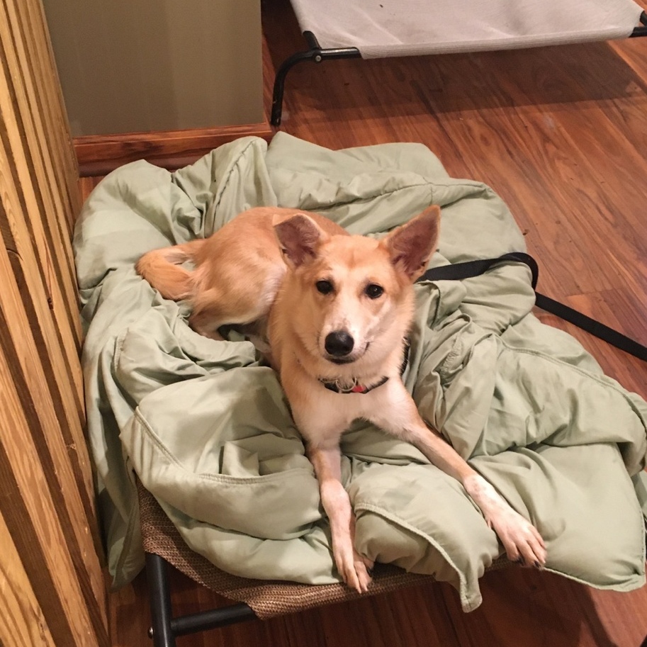 WILLIAM, a Adoptable mixed breed in Centreville, VA image 1/5