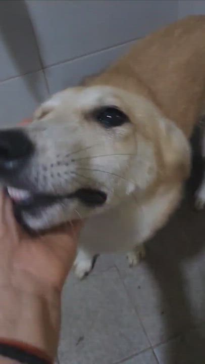 Enlarge WILLIAM, a Adoptable mixed breed in Centreville, VA video 5/5