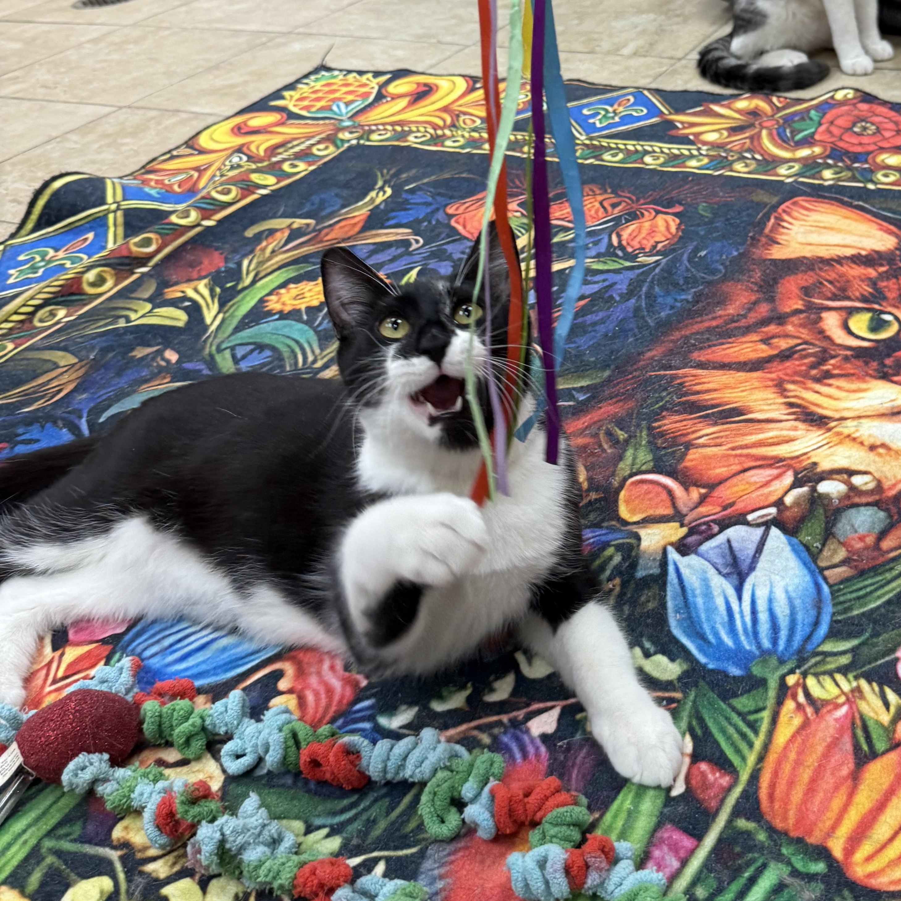Pixie, a ADOPTABLE Domestic Short Hair in Rochester, NY image 2/3
