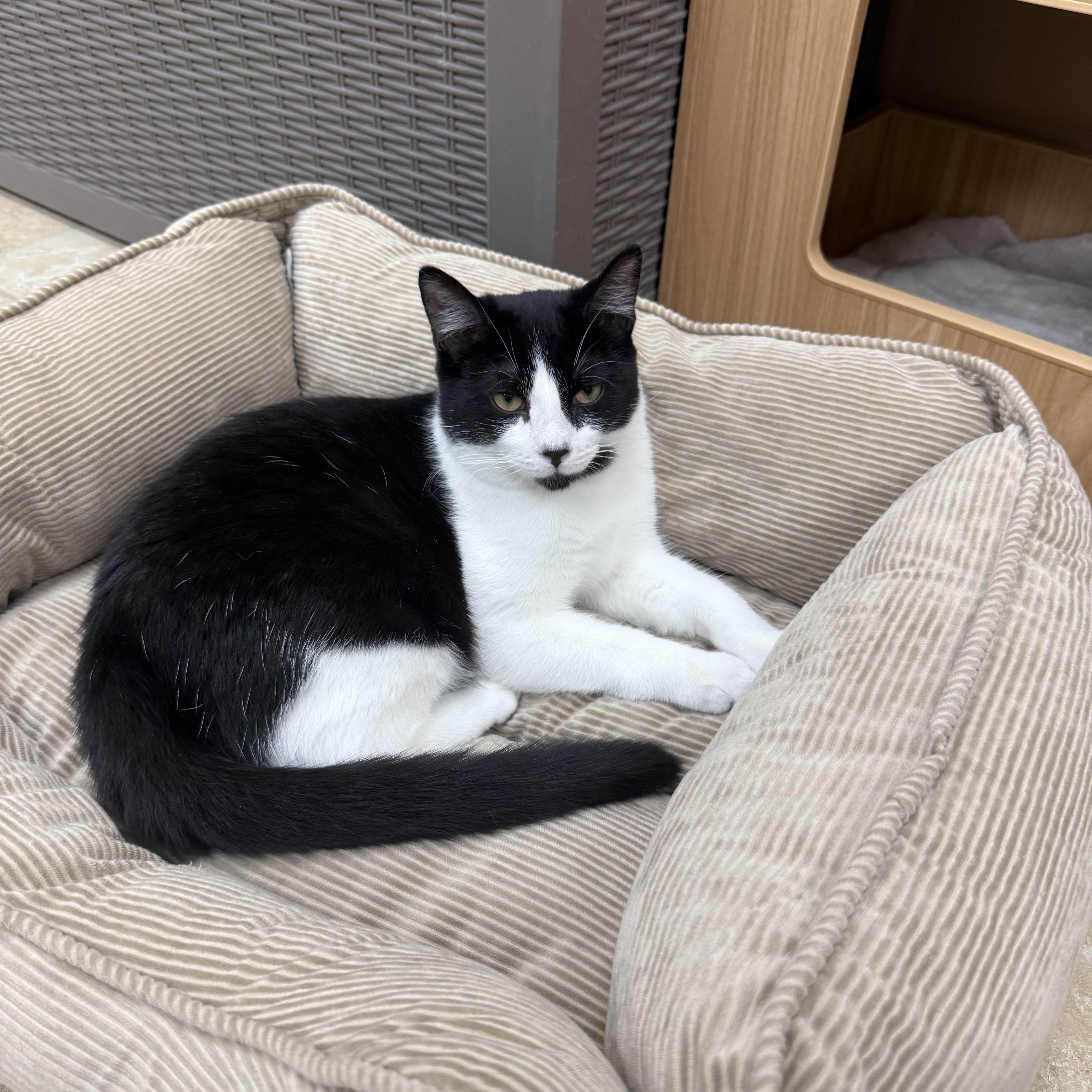 Pixie, a ADOPTABLE Domestic Short Hair in Rochester, NY image 3/3