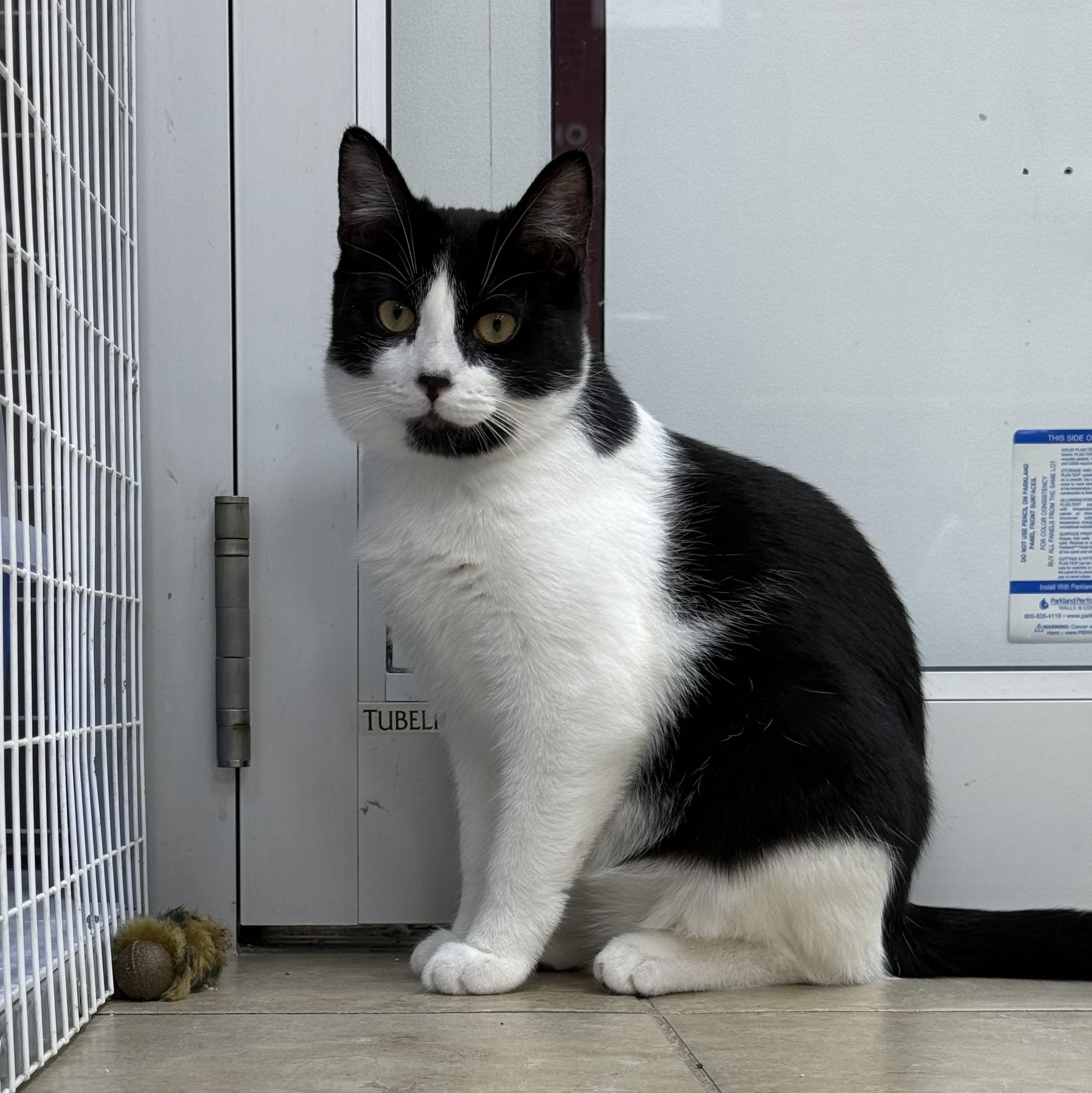 Pixie, a ADOPTABLE Domestic Short Hair in Rochester, NY image 1/3