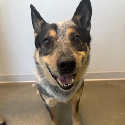 Bodhi, Adoptable, Young Male Mixed Breed & Mixed Breed.