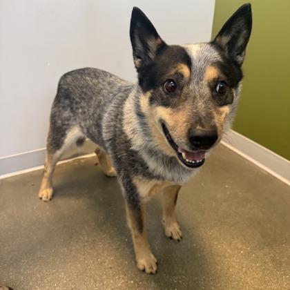 Enlarge Bodhi, a Adoptable mixed breed in Janesville, WI image 2/3