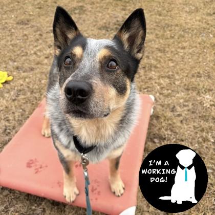 Enlarge Bodhi, a Adoptable mixed breed in Janesville, WI image 3/3