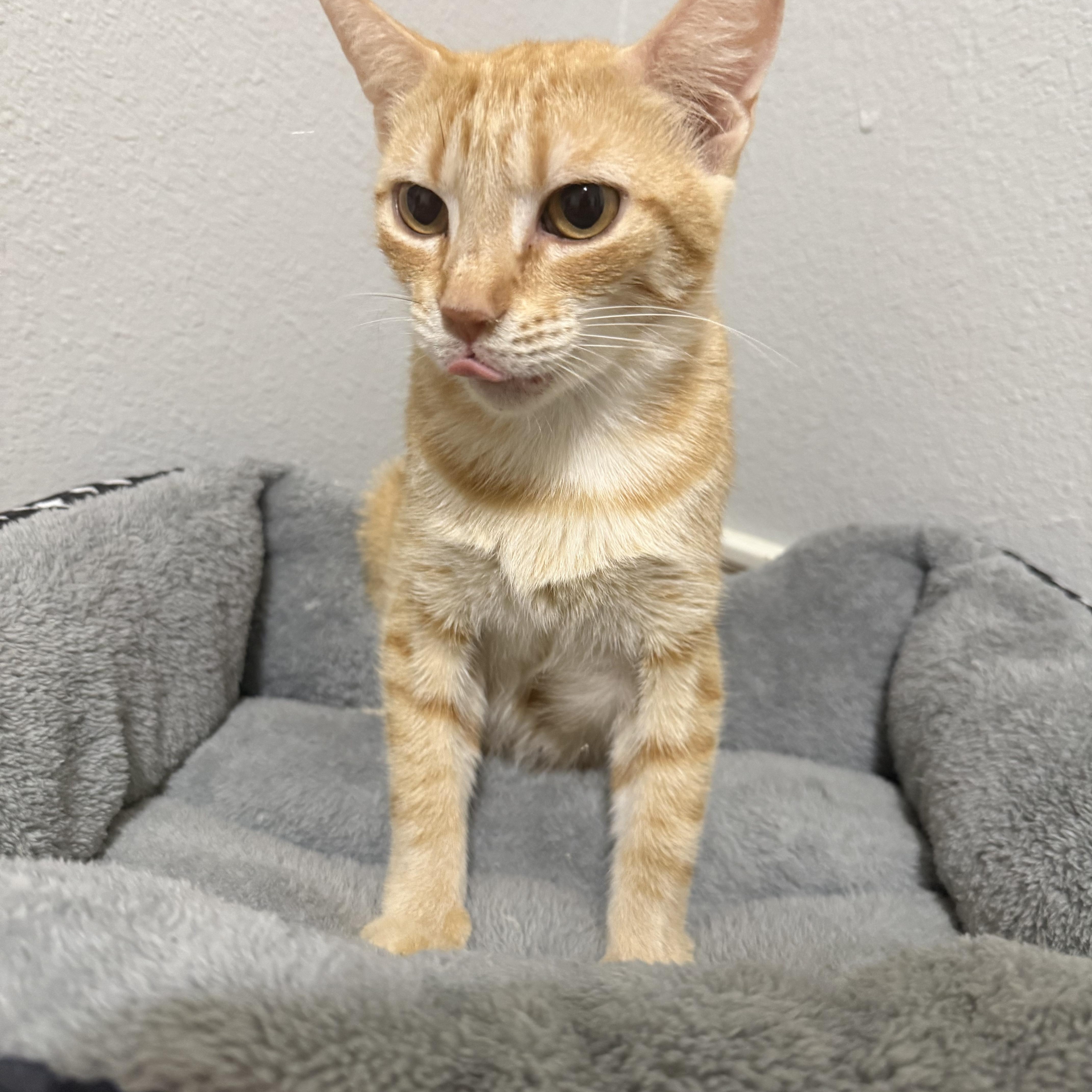 Enlarge Mama Maude, a Adoptable Domestic Short Hair in Bryan, TX image 3/6