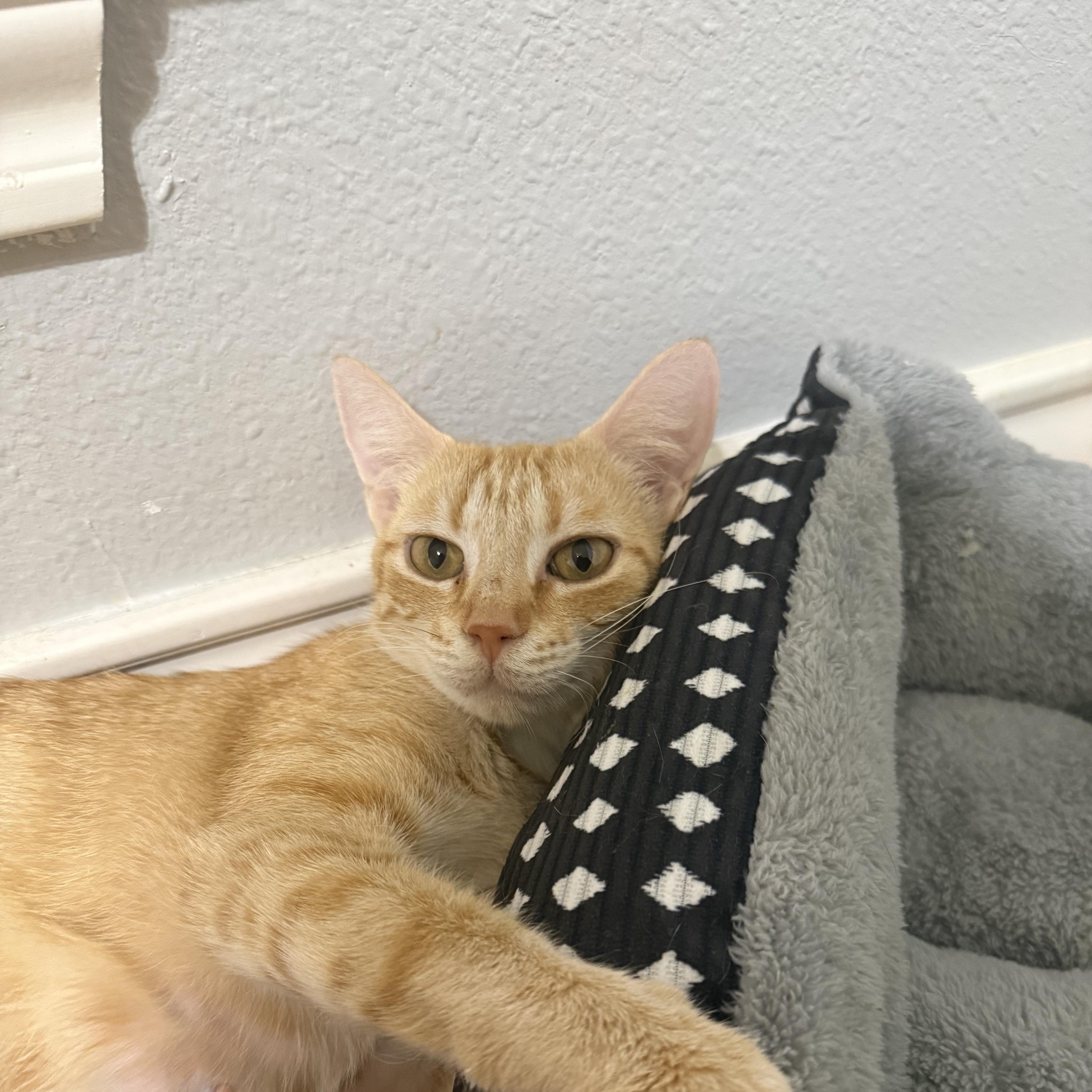 Mama Maude photo