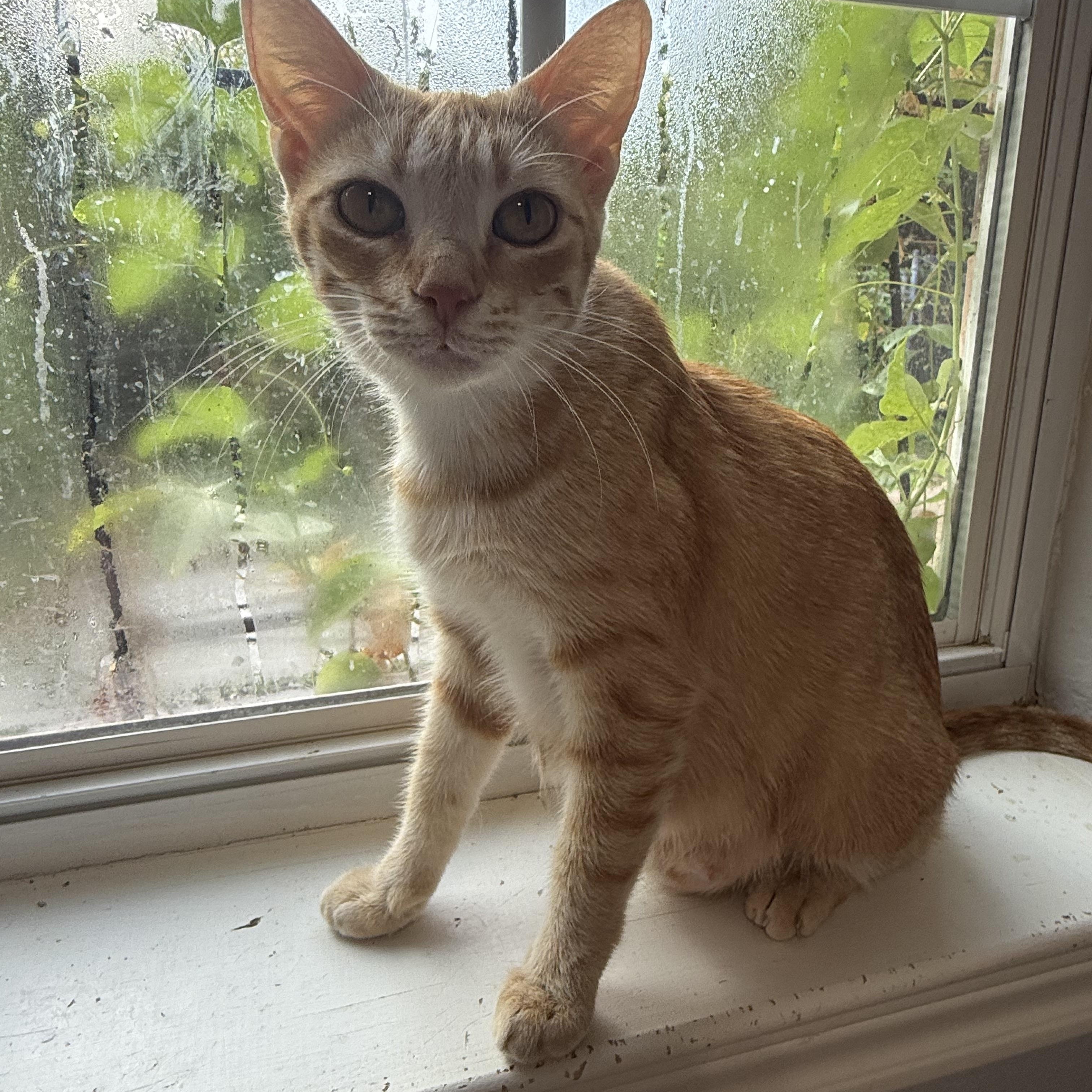 Enlarge Mama Maude, a Adoptable Domestic Short Hair in Bryan, TX image 5/6