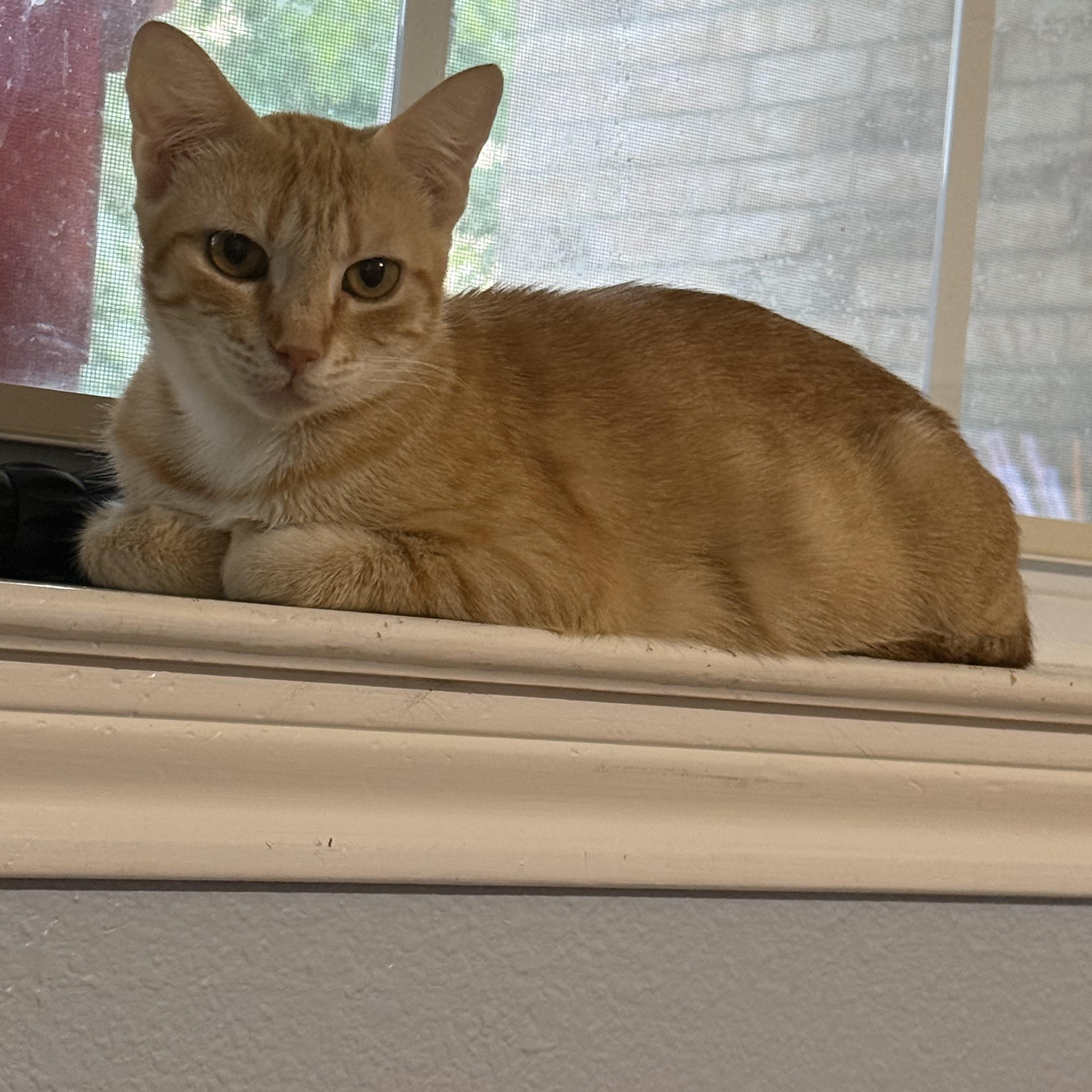 Enlarge Mama Maude, a Adoptable Domestic Short Hair in Bryan, TX image 6/6