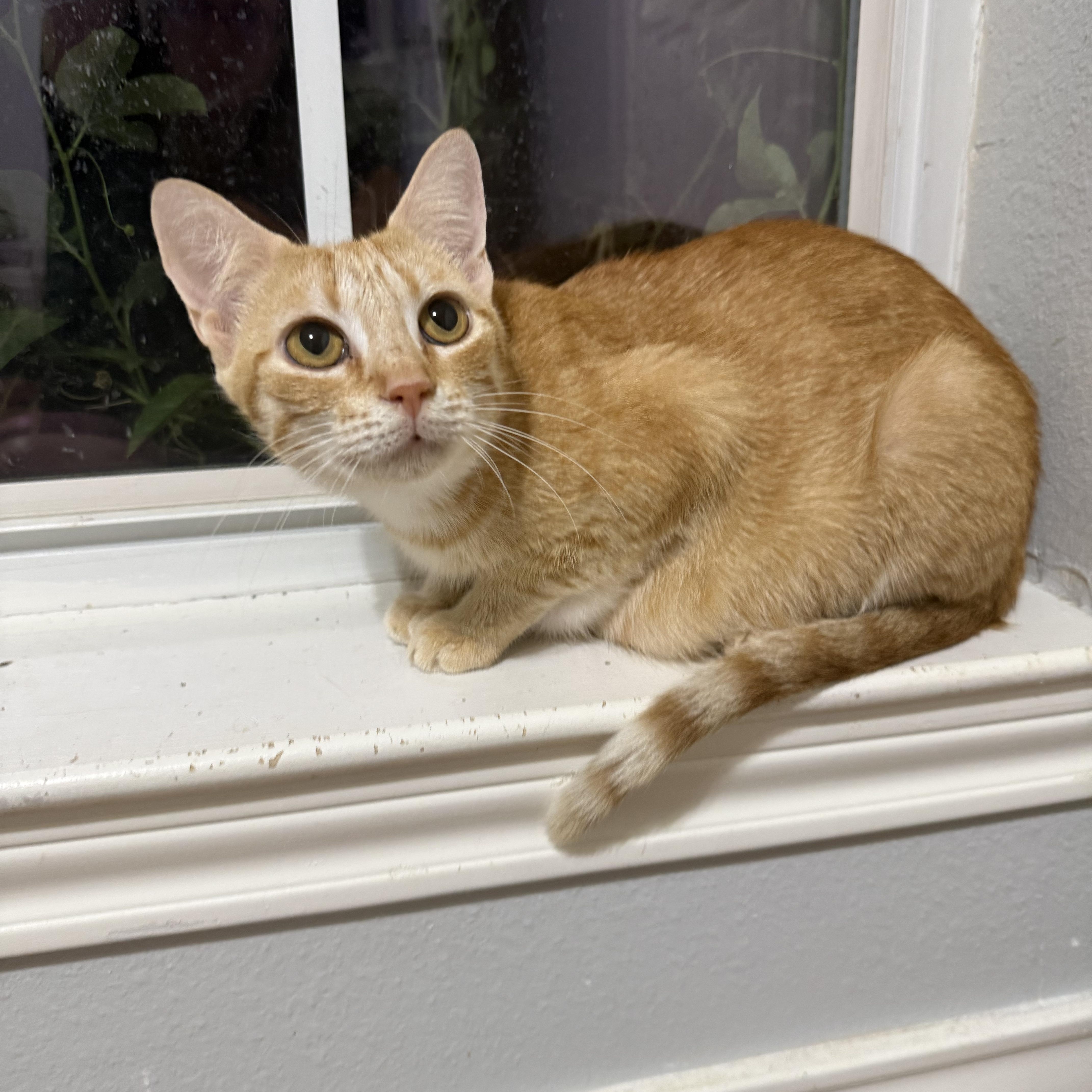 Enlarge Mama Maude, a Adoptable Domestic Short Hair in Bryan, TX image 4/6