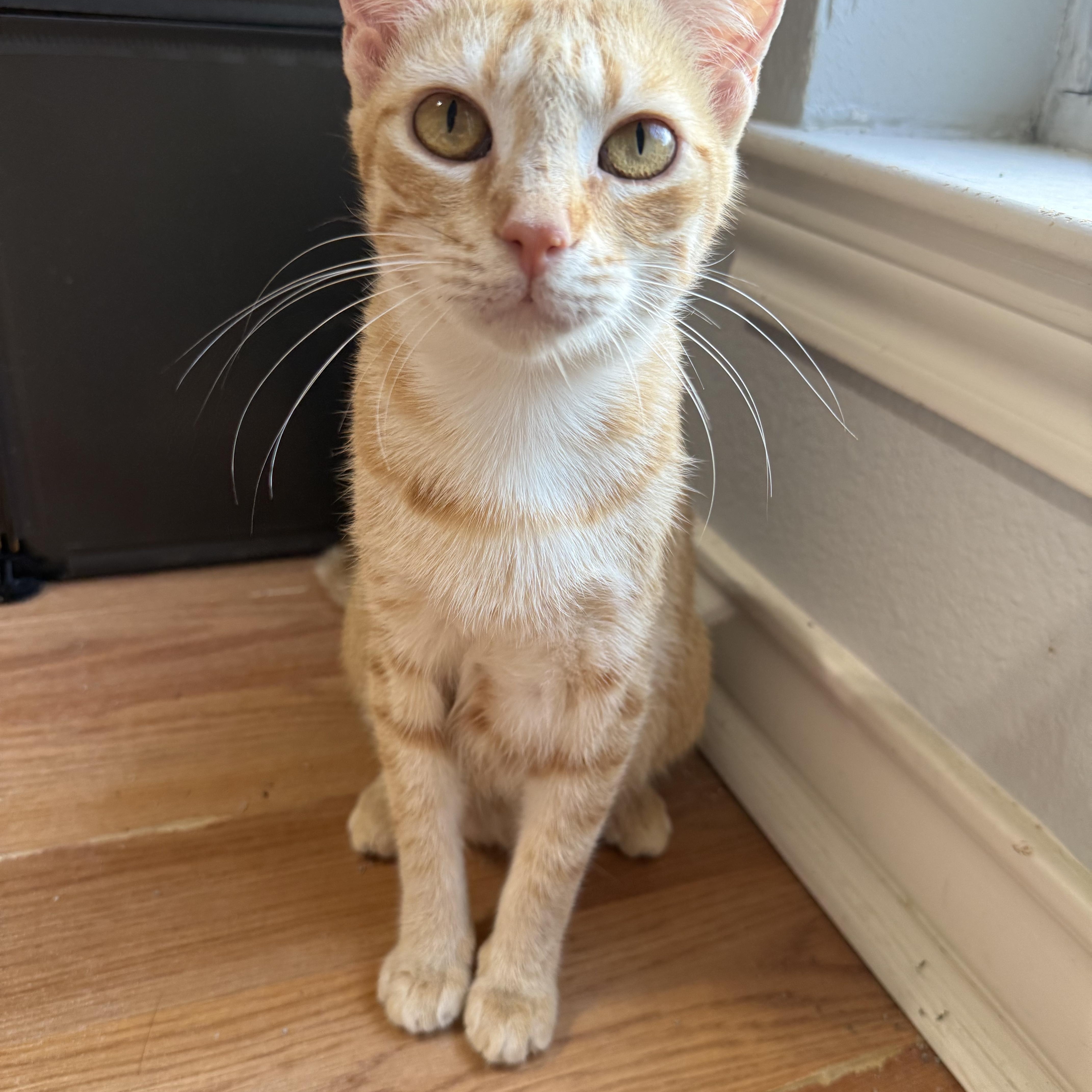 Enlarge Mama Maude, a Adoptable Domestic Short Hair in Bryan, TX image 2/6
