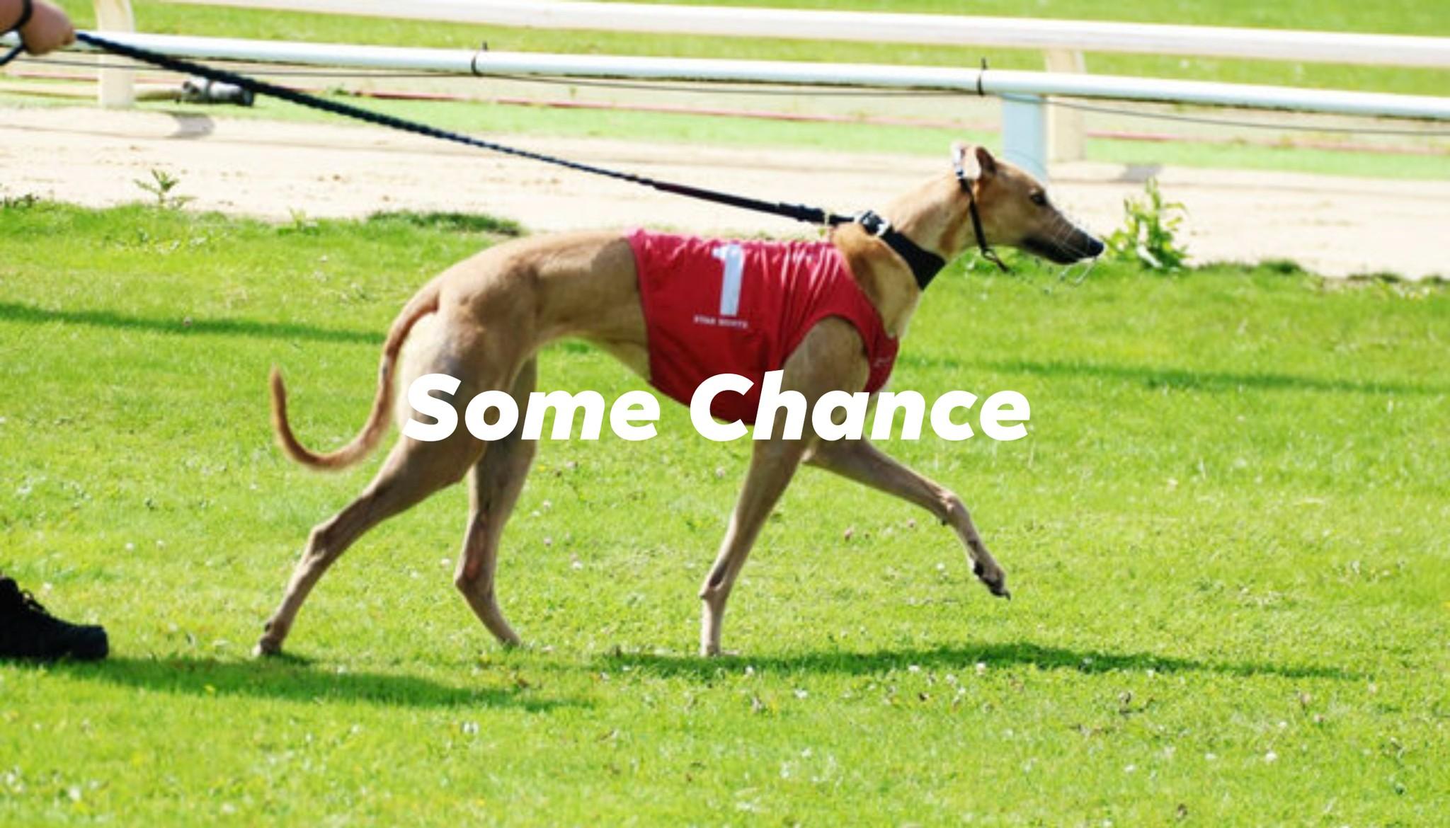 Some Chance (Sandy), Adult Female Greyhound