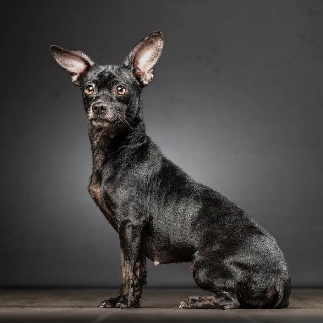Bonnie, Adoptable, Adult Female Chihuahua.