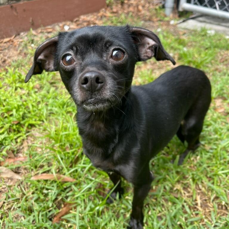 Enlarge Bonnie, a Adoptable Chihuahua in Jupiter, FL image 3/3