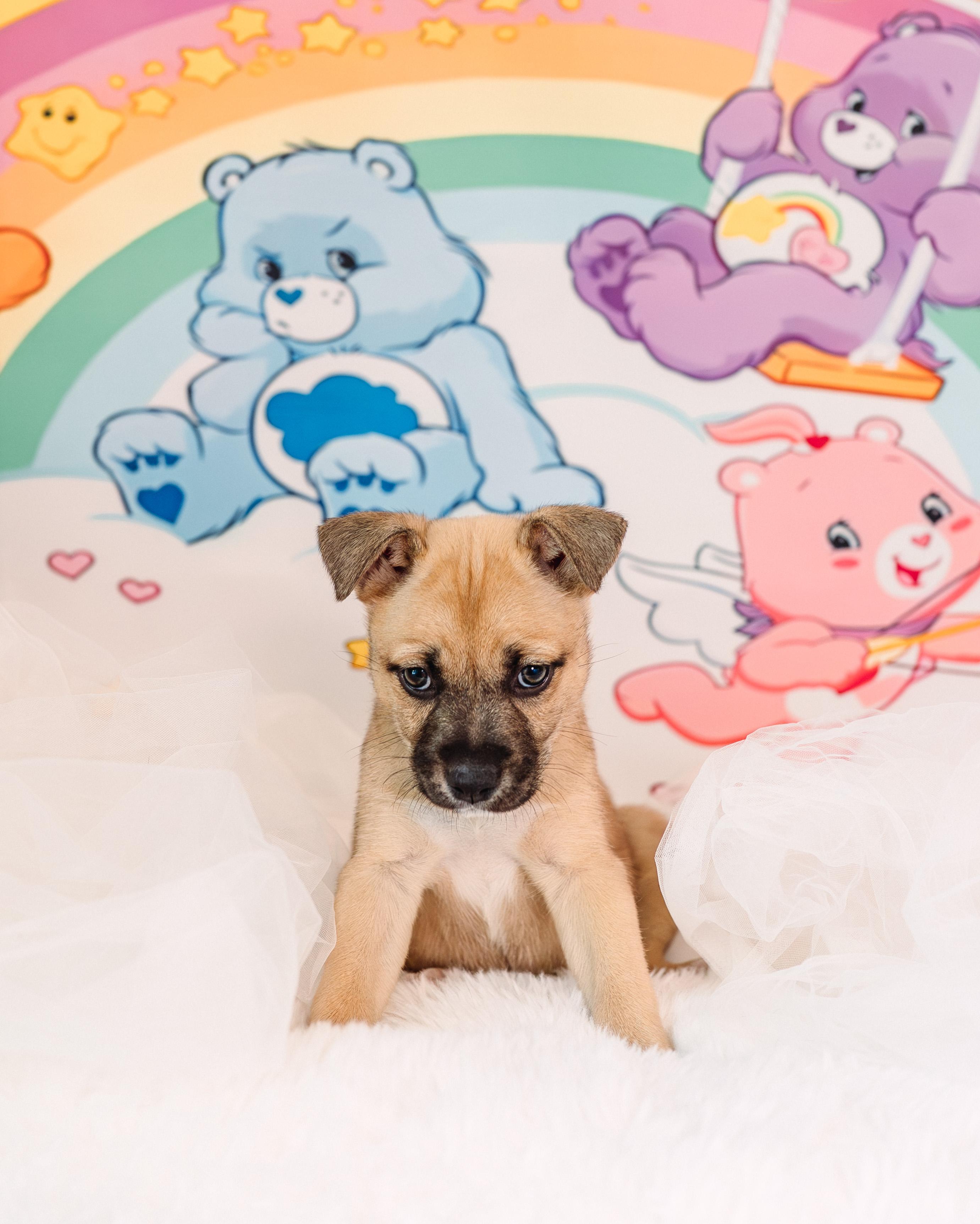 Funshine, Adoptable, Puppy Female German Shepherd Dog.