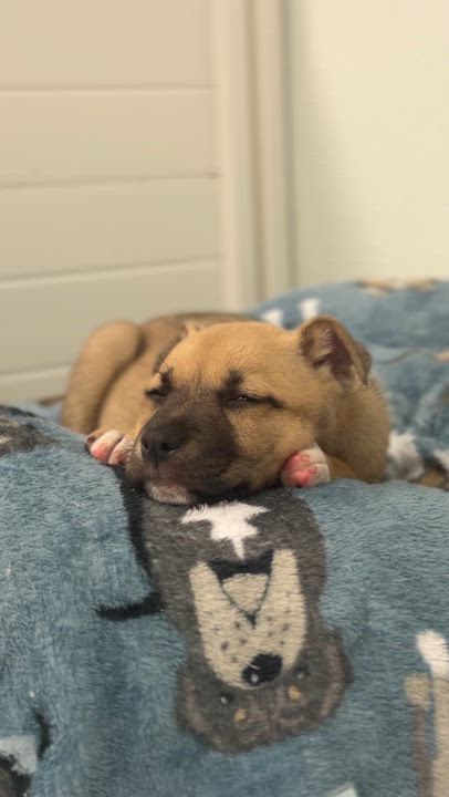 Enlarge Funshine, a Adoptable mixed breed in Avon, CT video 3/5