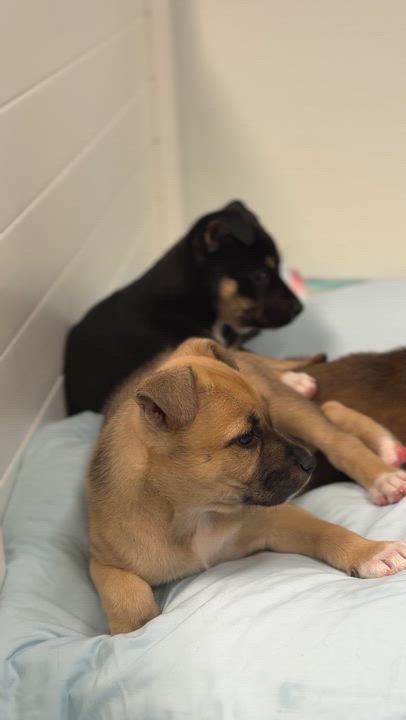 Enlarge Funshine, a Adoptable mixed breed in Avon, CT video 5/5