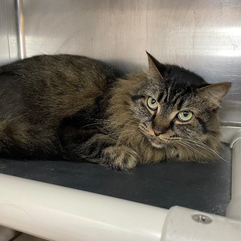 Enlarge Mitzi, a Adoptable Domestic Long Hair in Roanoke, VA image 2/2